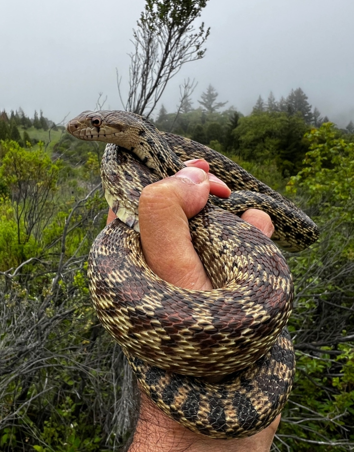 Pacific Gopher Snake